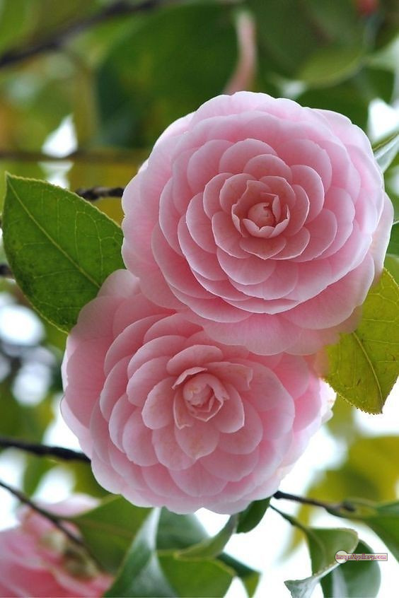 3300+ Beautiful Rose Flowers Image | Rose Flower HD Pic Download | 2571 photos rose -(11)