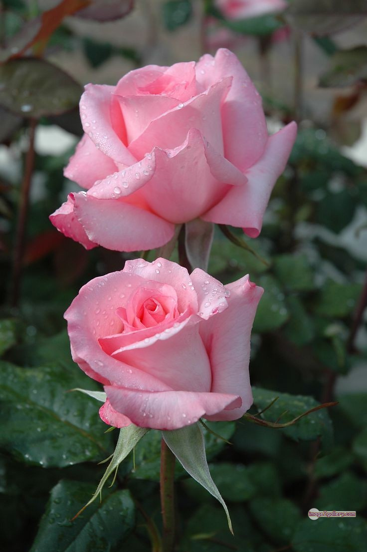 3300+ Beautiful Rose Flowers Image | Rose Flower HD Pic Download | 2531 photos rose -(12)