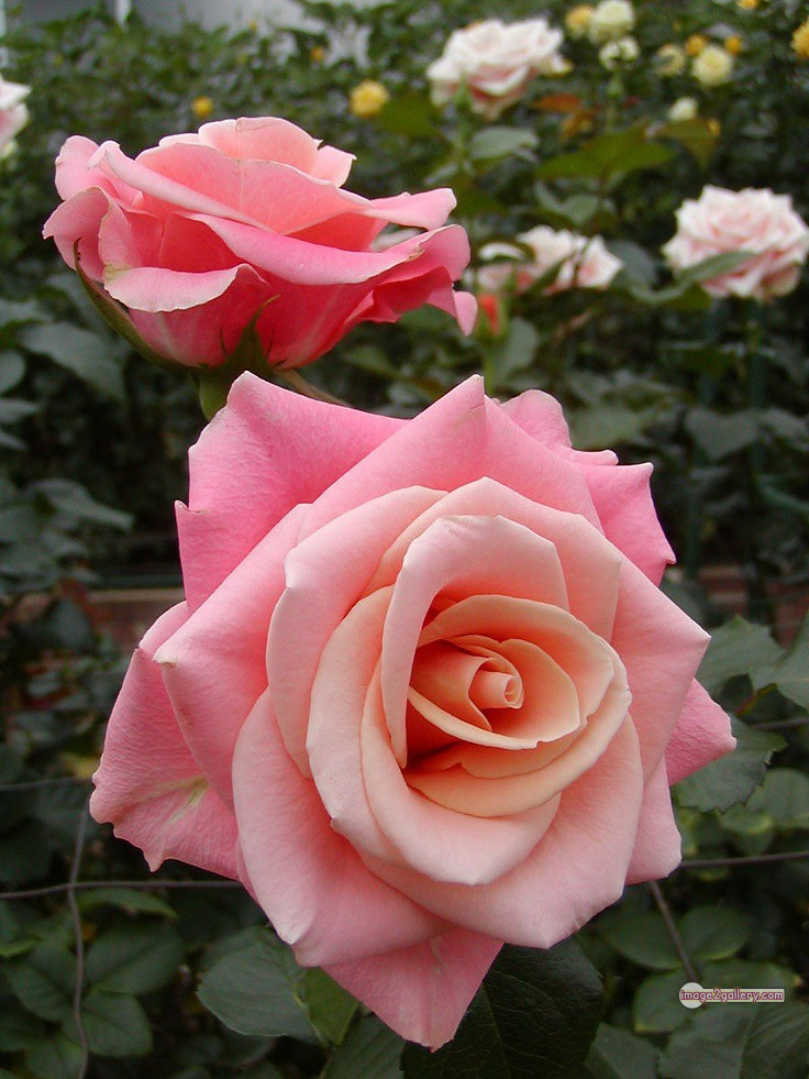 3300+ Beautiful Rose Flowers Image | Rose Flower HD Pic Download | 1581 photos rose -(13)