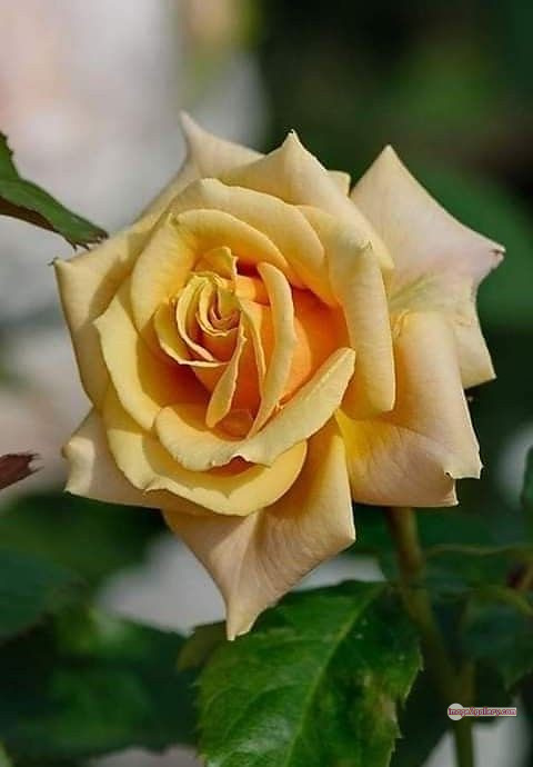 3300+ Beautiful Rose Flowers Image | Rose Flower HD Pic Download | 1619 photos rose -(15)