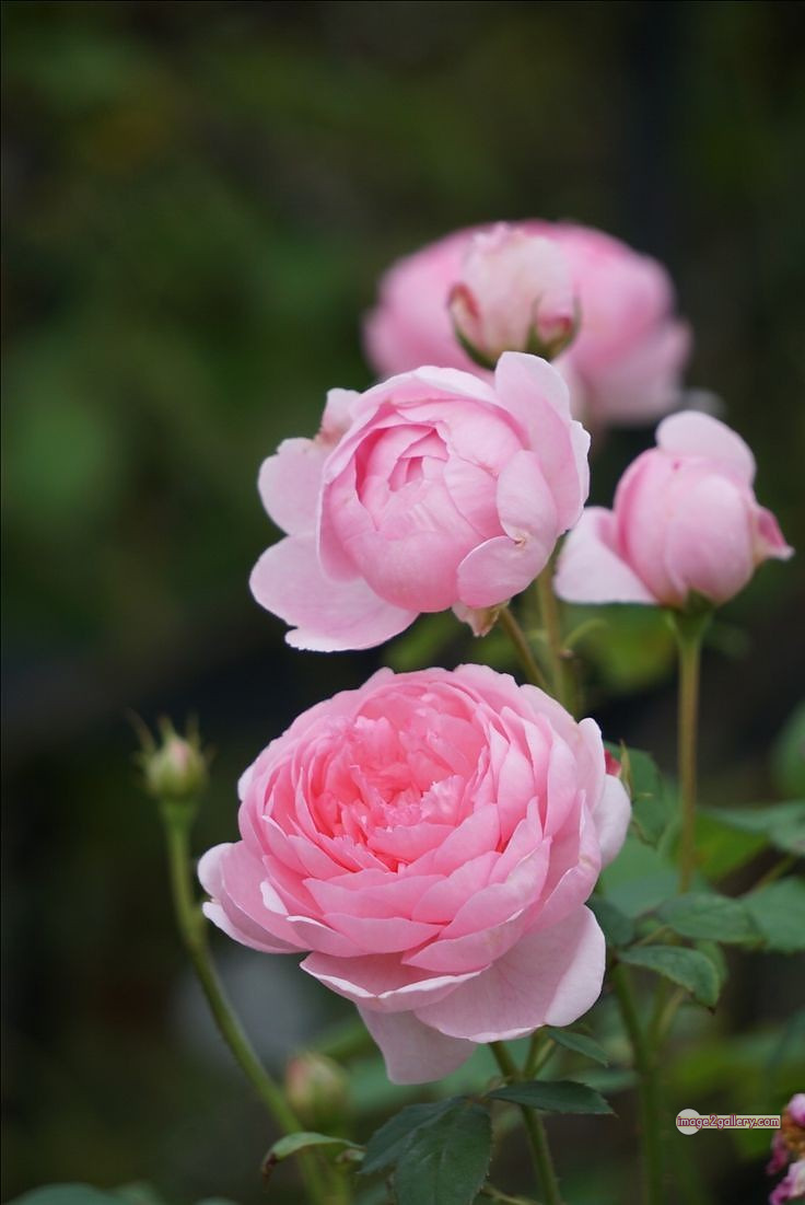 3300+ Beautiful Rose Flowers Image | Rose Flower HD Pic Download | 2566 photos rose -(16)