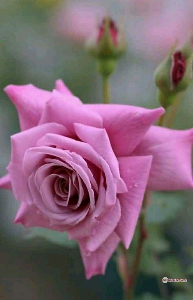 3300+ Beautiful Rose Flowers Image | Rose Flower HD Pic Download | 2565 photos rose -(17)