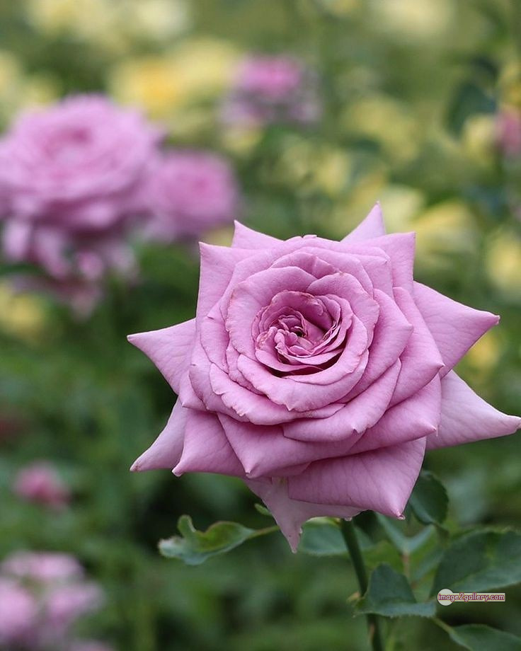 3300+ Beautiful Rose Flowers Image | Rose Flower HD Pic Download | 2640 photos rose -(18)