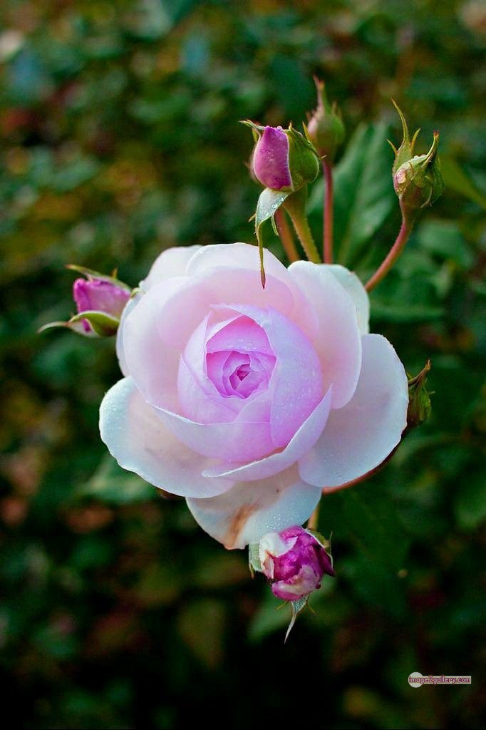 3300+ Beautiful Rose Flowers Image | Rose Flower HD Pic Download | 2569 photos rose -(19)