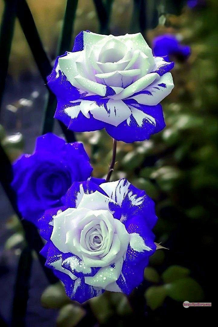 3300+ Beautiful Rose Flowers Image | Rose Flower HD Pic Download | 883 photos rose -(2)
