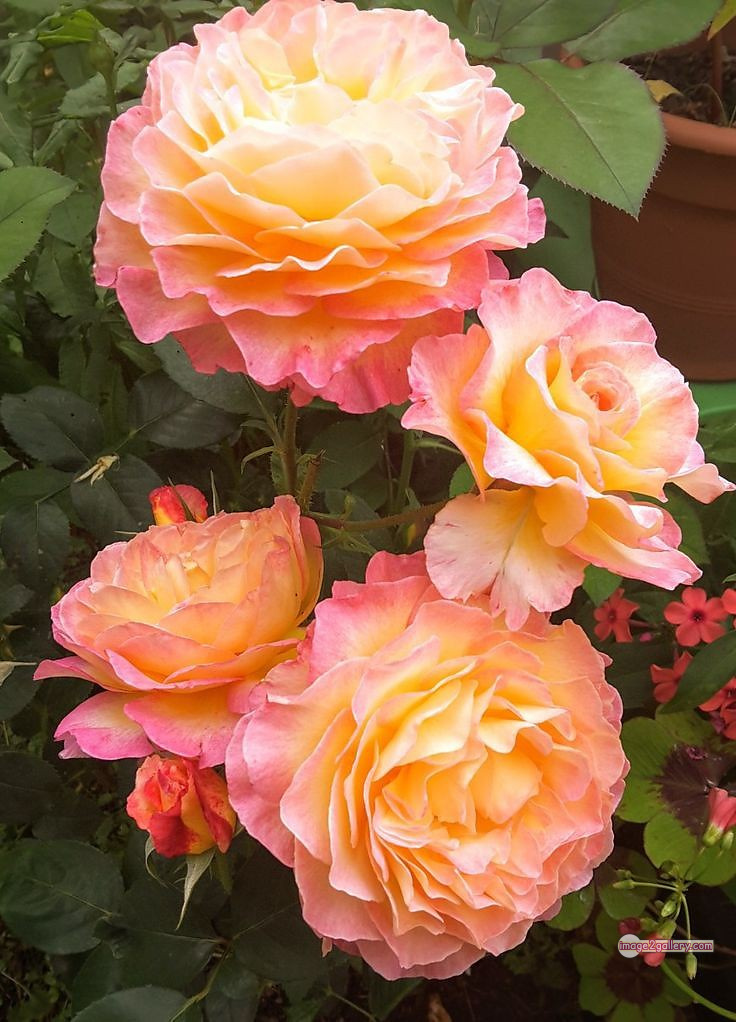 3300+ Beautiful Rose Flowers Image | Rose Flower HD Pic Download | 1516 photos rose -(20)