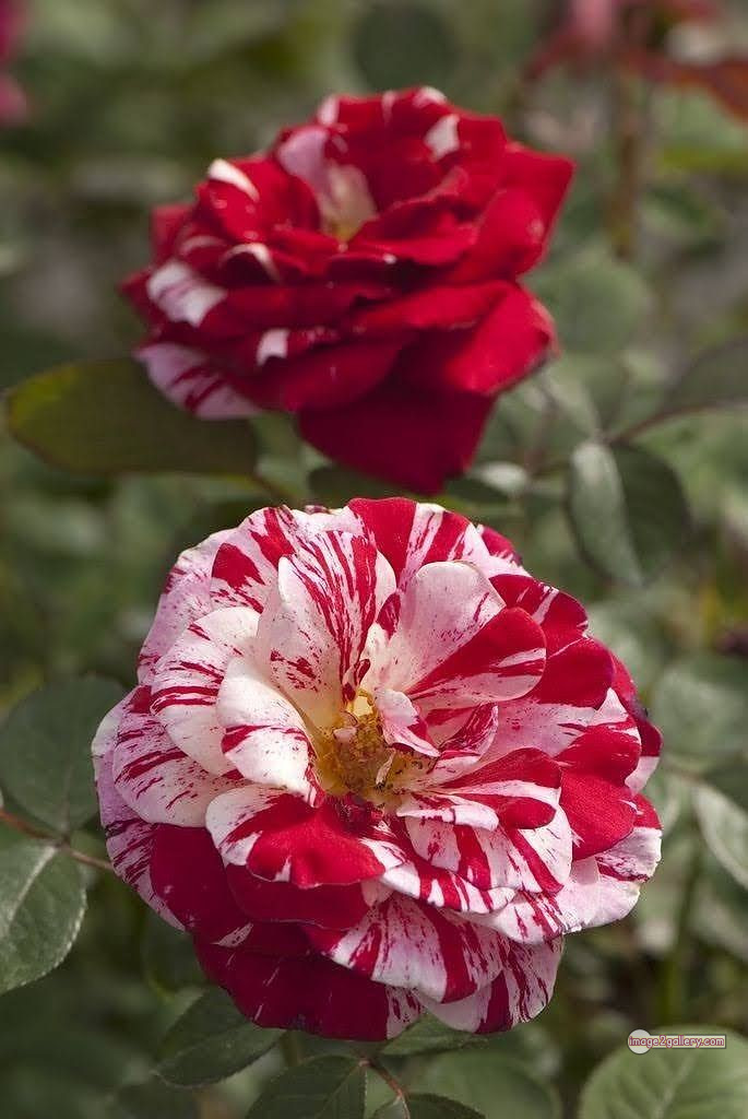 3300+ Beautiful Rose Flowers Image | Rose Flower HD Pic Download | 1226 photos rose -(21)