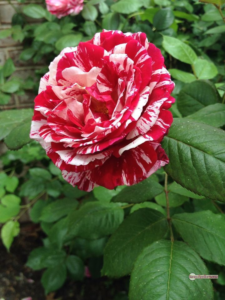 3300+ Beautiful Rose Flowers Image | Rose Flower HD Pic Download | 1515 photos rose -(22)