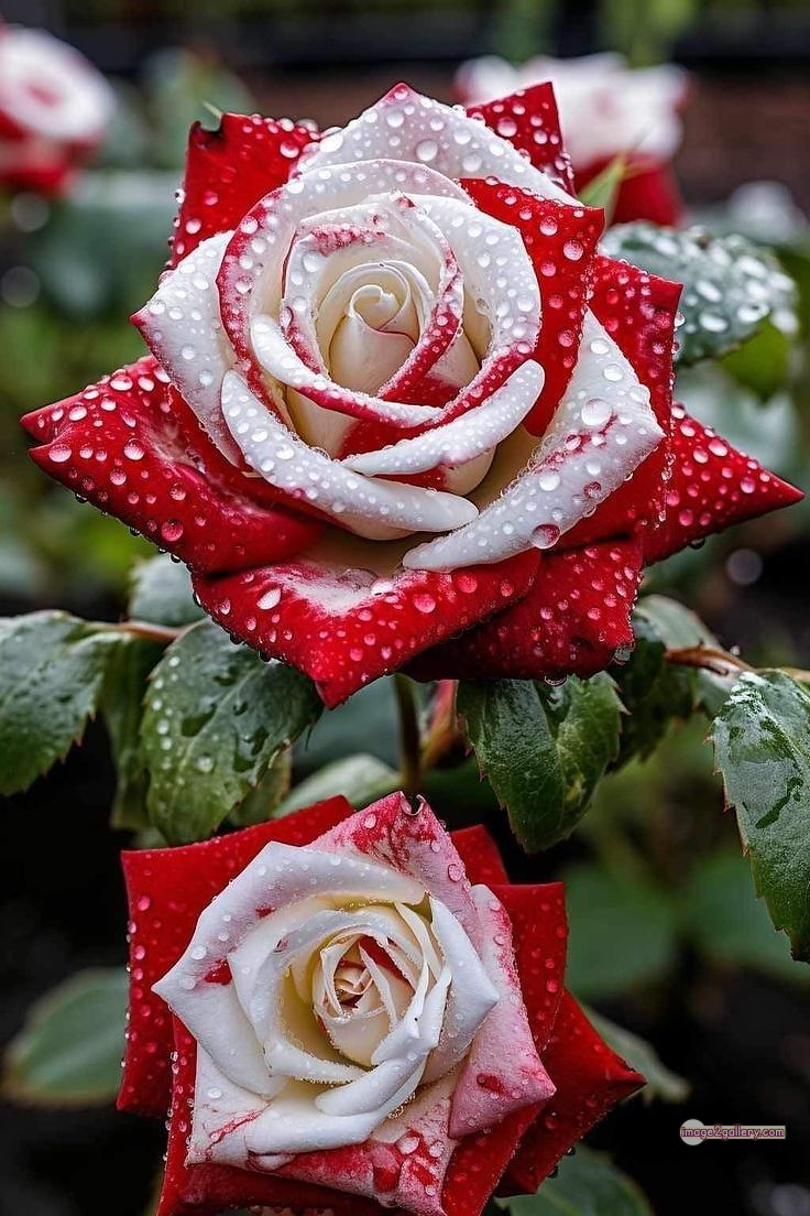 3300+ Beautiful Rose Flowers Image | Rose Flower HD Pic Download | 1660 photos rose -(23)