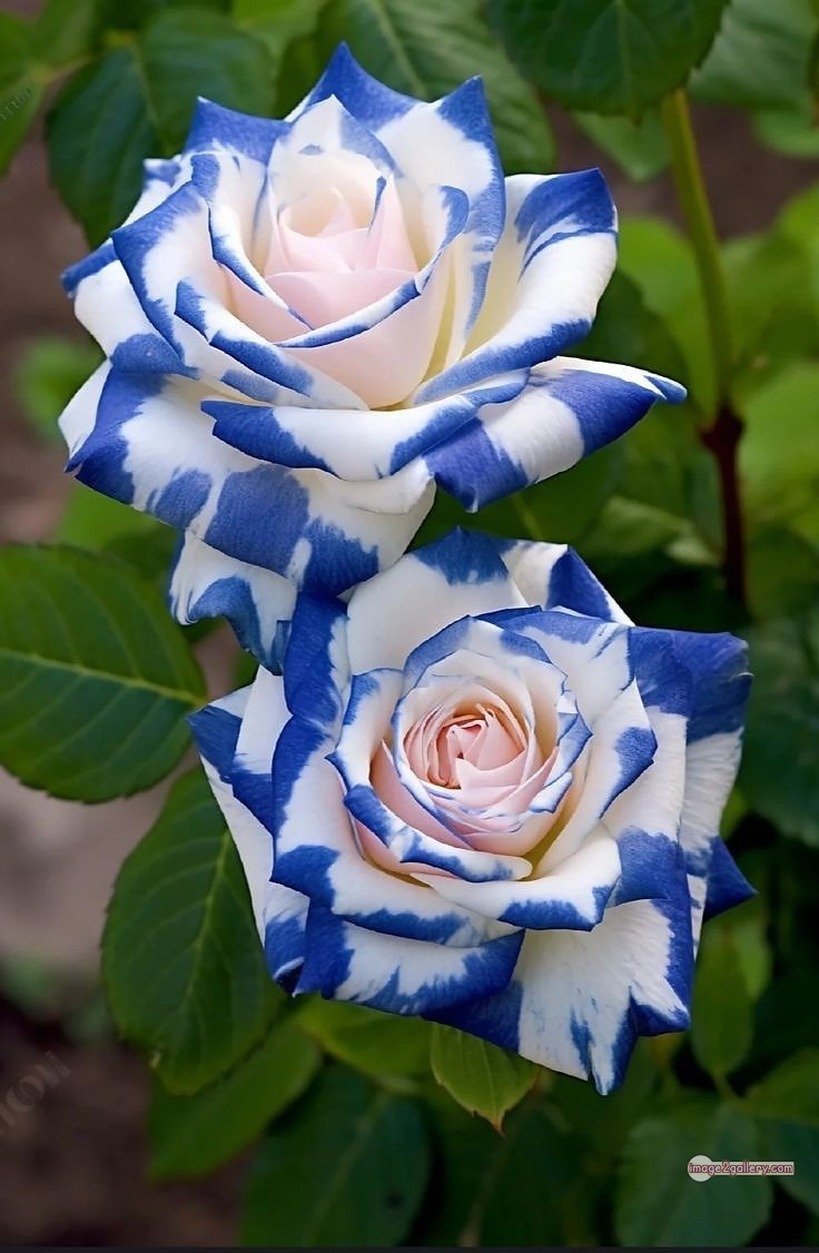 3300+ Beautiful Rose Flowers Image | Rose Flower HD Pic Download | 2574 photos rose -(25)