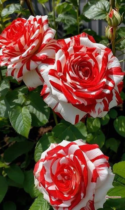 3300+ Beautiful Rose Flowers Image | Rose Flower HD Pic Download | 2498 photos rose -(27)