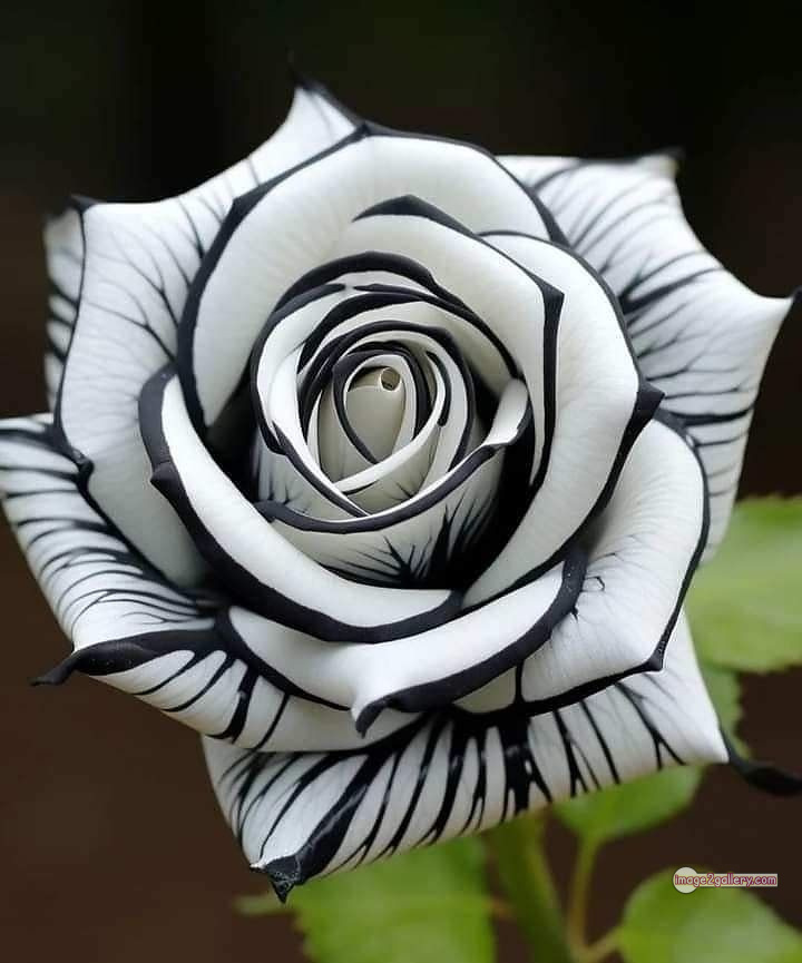 3300+ Beautiful Rose Flowers Image | Rose Flower HD Pic Download | 2497 photos rose -(28)