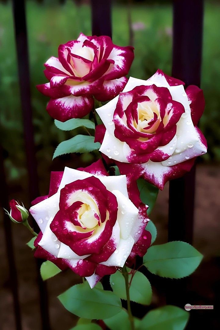 3300+ Beautiful Rose Flowers Image | Rose Flower HD Pic Download | 2496 photos rose -(29)