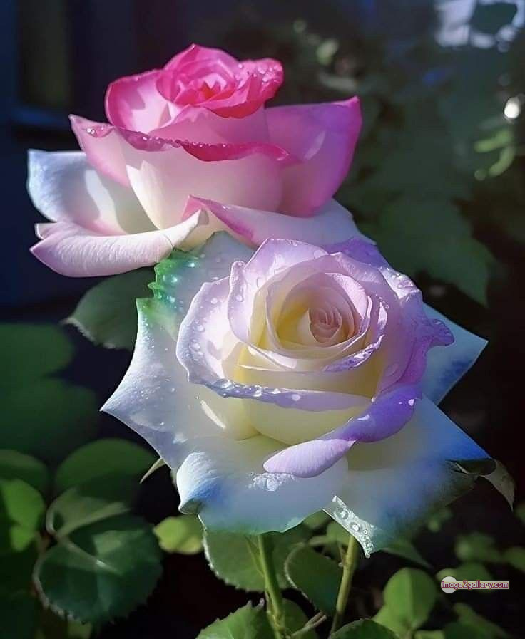 3300+ Beautiful Rose Flowers Image | Rose Flower HD Pic Download | 1522 photos rose -(3)