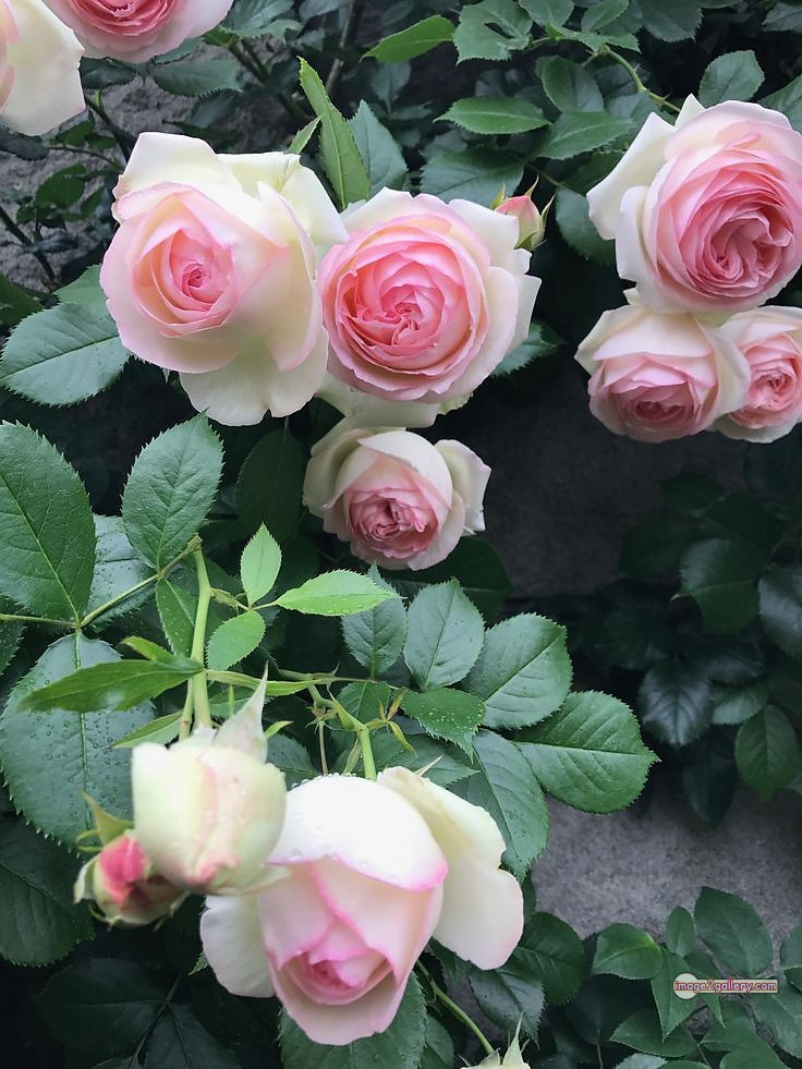 3300+ Beautiful Rose Flowers Image | Rose Flower HD Pic Download | 2641 photos rose -(31)