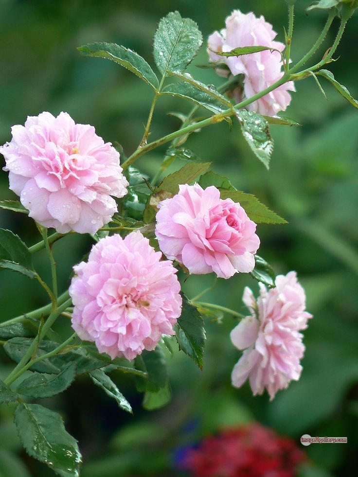 3300+ Beautiful Rose Flowers Image | Rose Flower HD Pic Download | 1622 photos rose -(32)