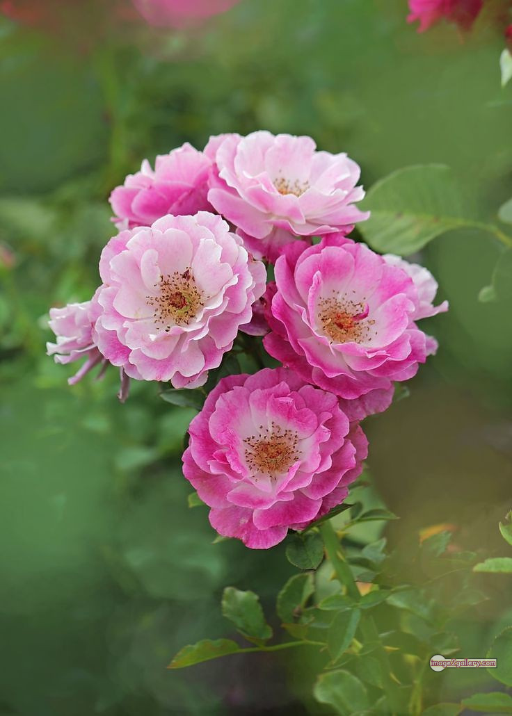 3300+ Beautiful Rose Flowers Image | Rose Flower HD Pic Download | 1730 photos rose -(33)