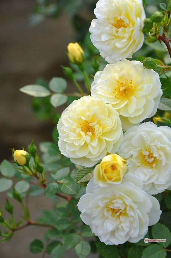 3300+ Beautiful Rose Flowers Image | Rose Flower HD Pic Download | 1731 photos rose -(34)