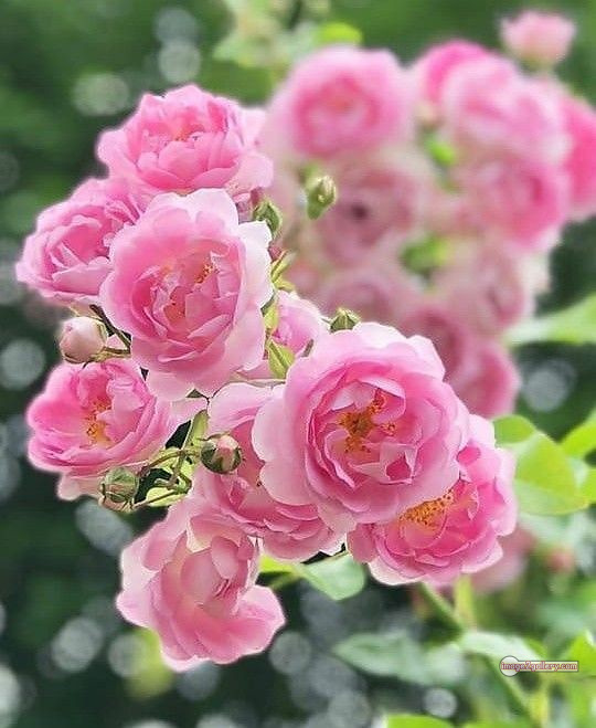 3300+ Beautiful Rose Flowers Image | Rose Flower HD Pic Download | 1225 photos rose -(35)