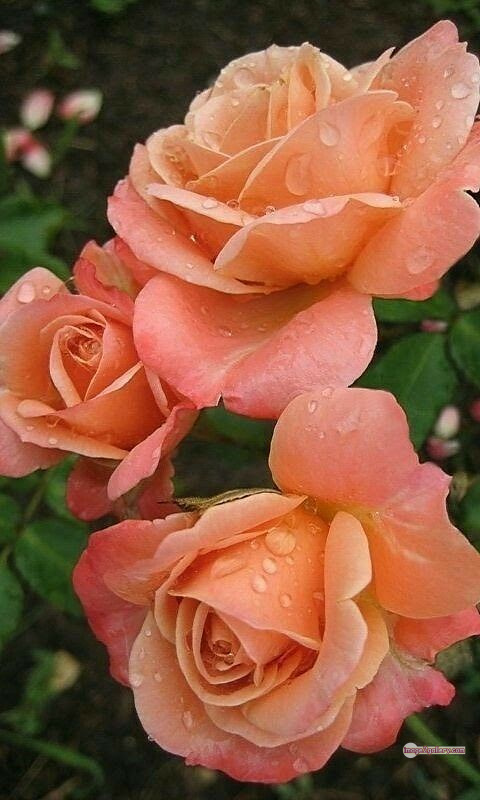 3300+ Beautiful Rose Flowers Image | Rose Flower HD Pic Download | 1661 photos rose -(36)