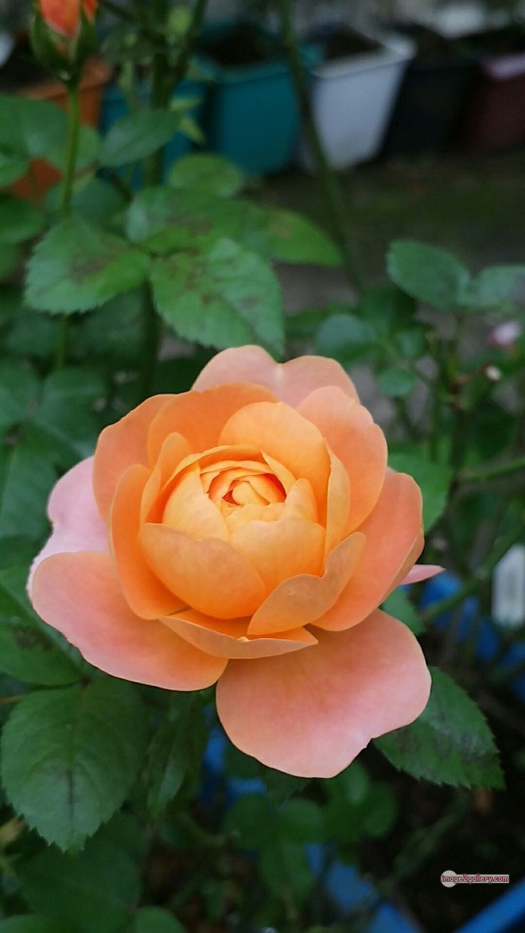 3300+ Beautiful Rose Flowers Image | Rose Flower HD Pic Download | 2609 photos rose -(37)