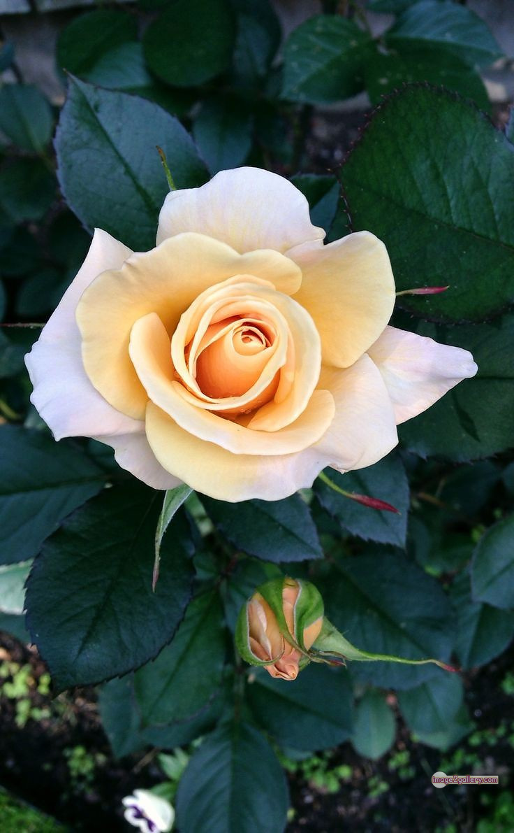 3300+ Beautiful Rose Flowers Image | Rose Flower HD Pic Download | 2608 photos rose -(38)