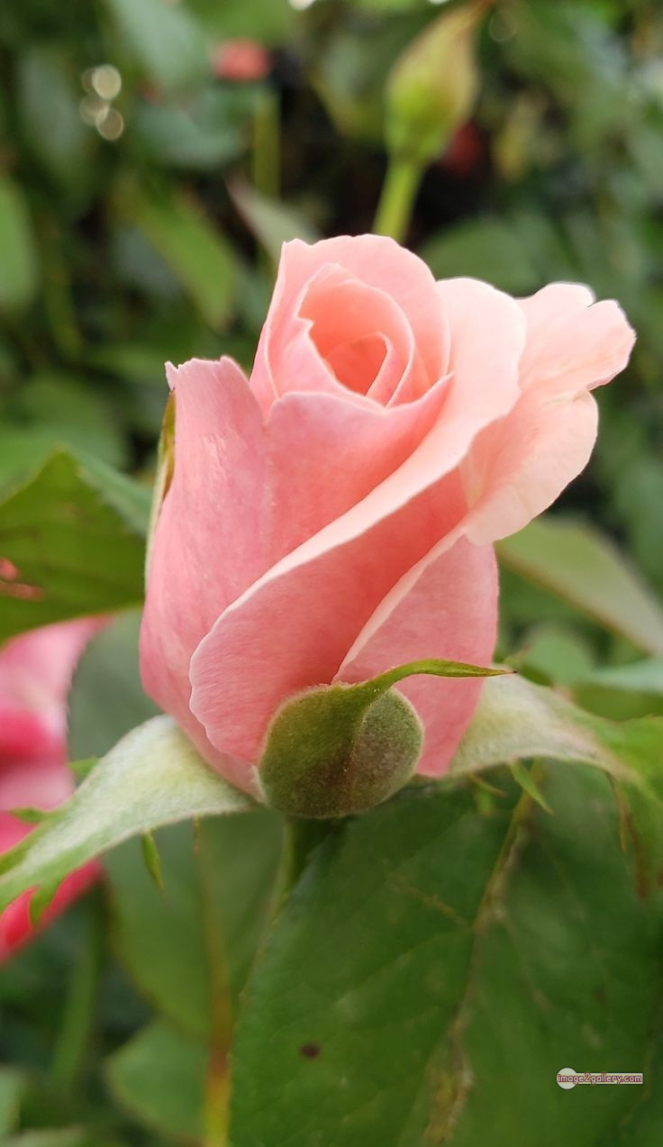 3300+ Beautiful Rose Flowers Image | Rose Flower HD Pic Download | 2642 photos rose -(40)