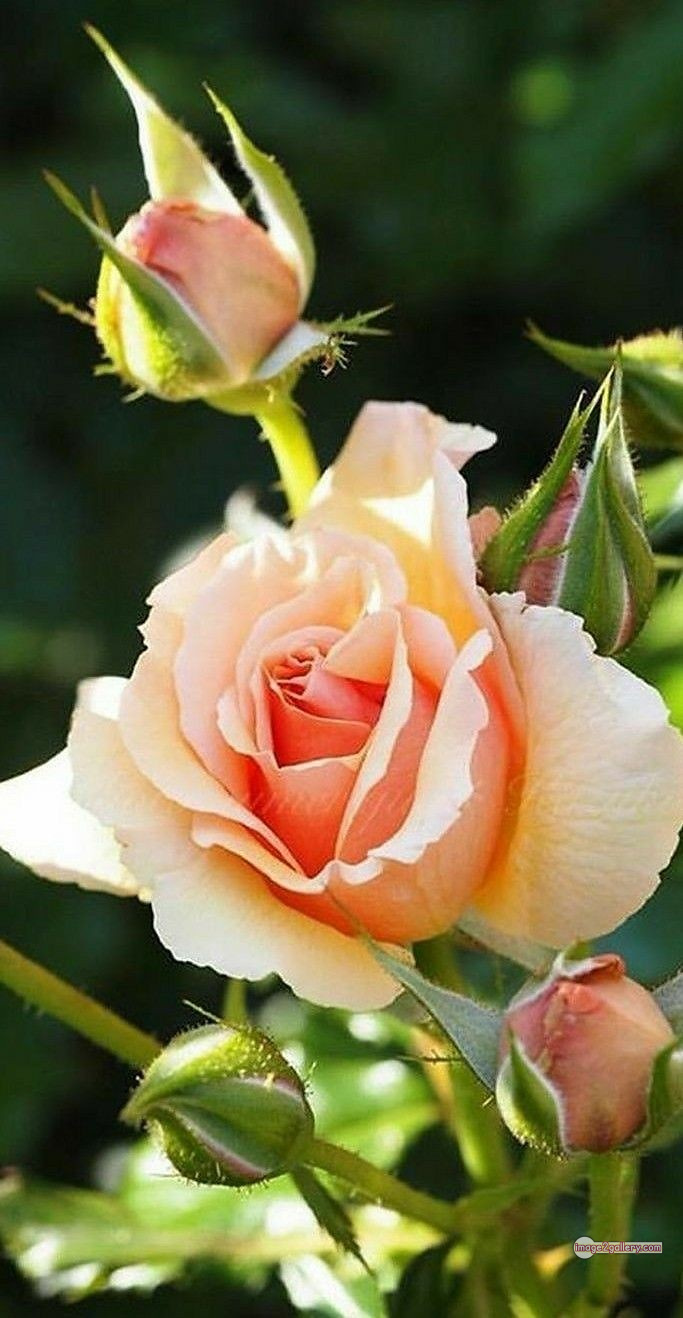 3300+ Beautiful Rose Flowers Image | Rose Flower HD Pic Download | 1669 photos rose -(41)