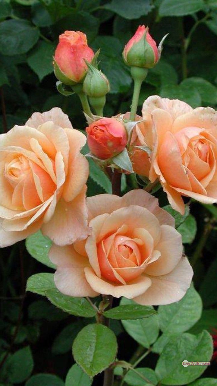 3300+ Beautiful Rose Flowers Image | Rose Flower HD Pic Download | 2536 photos rose -(42)