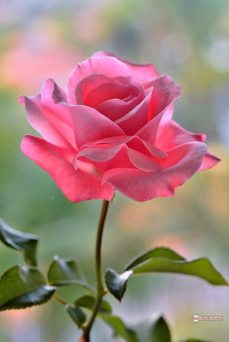 3300+ Beautiful Rose Flowers Image | Rose Flower HD Pic Download | 2958 photos rose -(43)