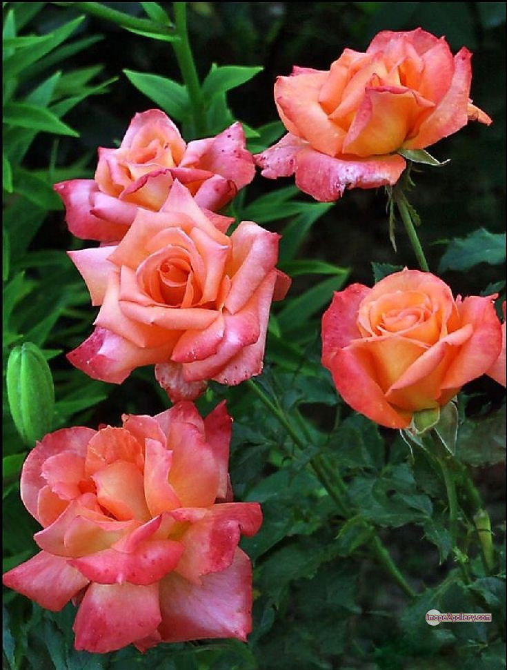 3300+ Beautiful Rose Flowers Image | Rose Flower HD Pic Download | 2960 photos rose -(45)