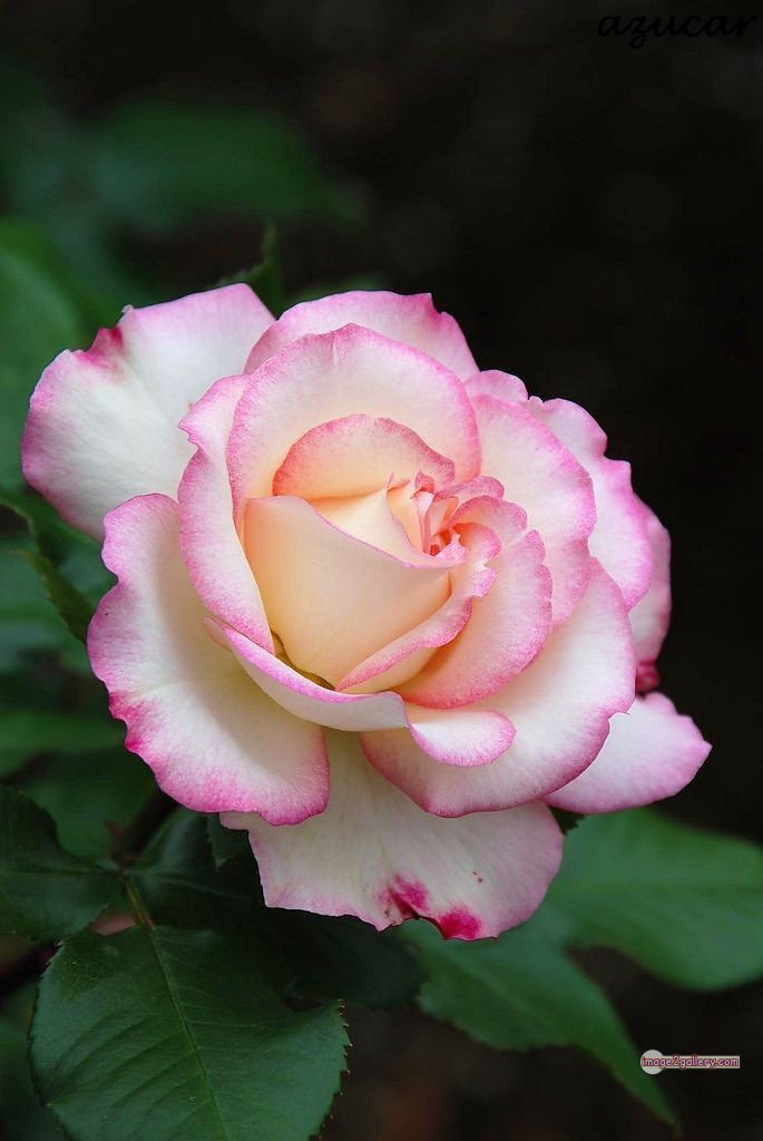 3300+ Beautiful Rose Flowers Image | Rose Flower HD Pic Download | 2959 photos rose -(46)