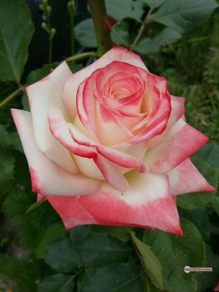 3300+ Beautiful Rose Flowers Image | Rose Flower HD Pic Download | 2643 photos rose -(48)