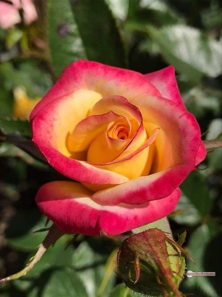 3300+ Beautiful Rose Flowers Image | Rose Flower HD Pic Download | 2942 photos rose -(49)