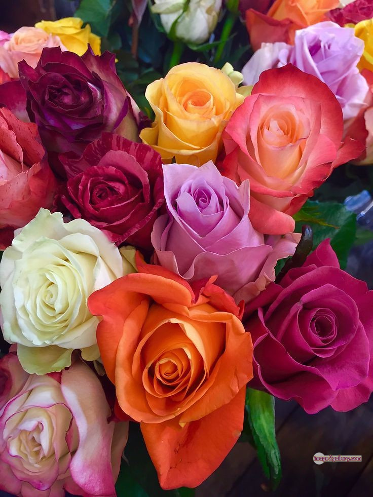 3300+ Beautiful Rose Flowers Image | Rose Flower HD Pic Download | 1399 photos rose -(50)