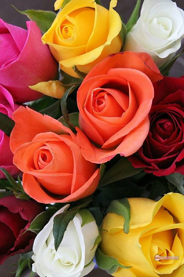 3300+ Beautiful Rose Flowers Image | Rose Flower HD Pic Download | 2799 photos rose -(51)