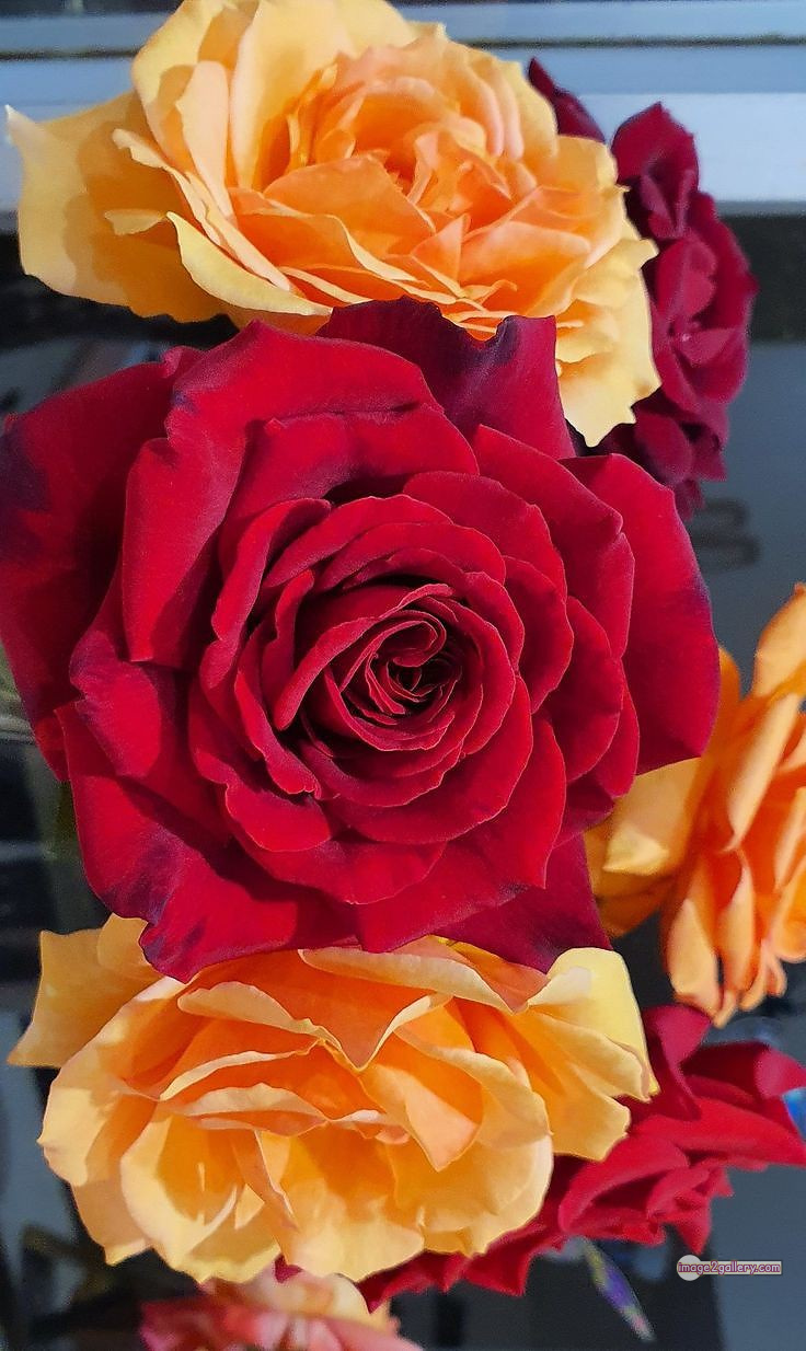 3300+ Beautiful Rose Flowers Image | Rose Flower HD Pic Download | 1670 photos rose -(53)