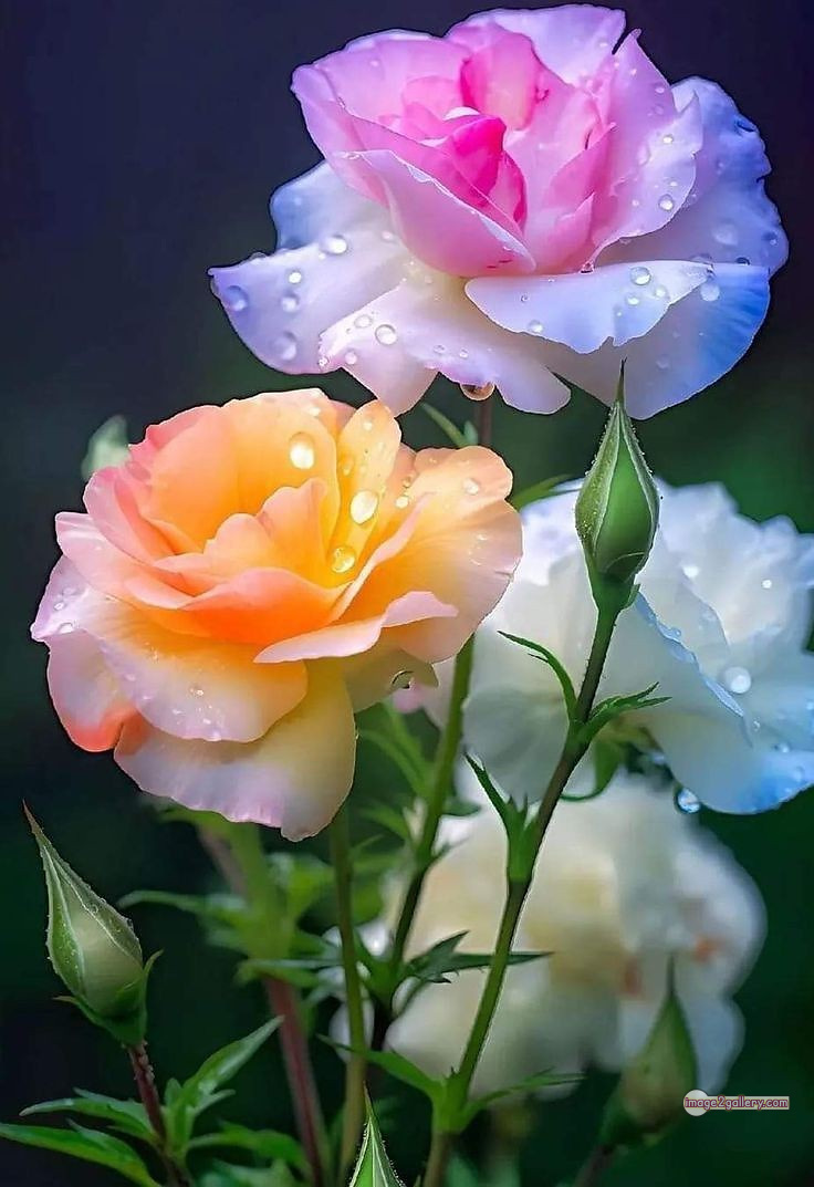 3300+ Beautiful Rose Flowers Image | Rose Flower HD Pic Download | 2570 photos rose -(6)