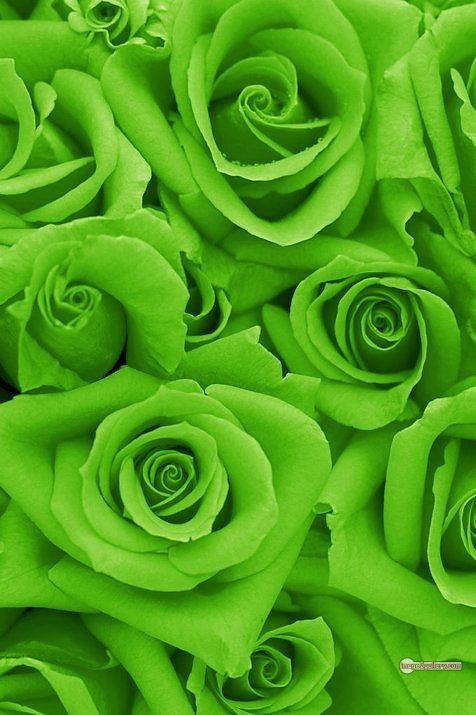3300+ Beautiful Rose Flowers Image | Rose Flower HD Pic Download | 2940 photos rose -(60)