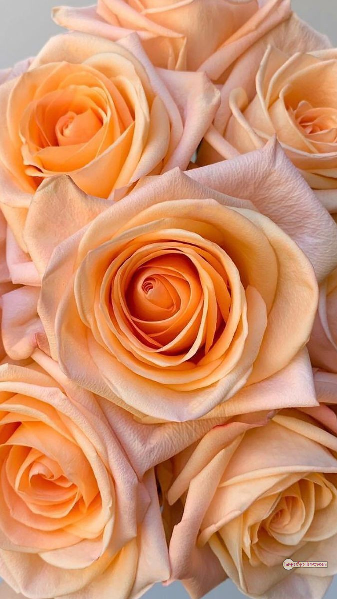 3300+ Beautiful Rose Flowers Image | Rose Flower HD Pic Download | 1621 photos rose -(62)