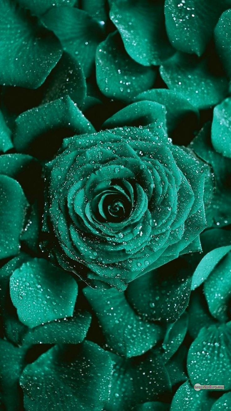 3300+ Beautiful Rose Flowers Image | Rose Flower HD Pic Download | 1202 photos rose -(63)