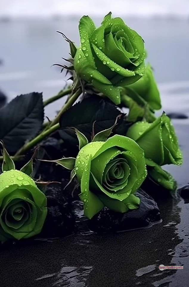3300+ Beautiful Rose Flowers Image | Rose Flower HD Pic Download | 1723 photos rose -(64)