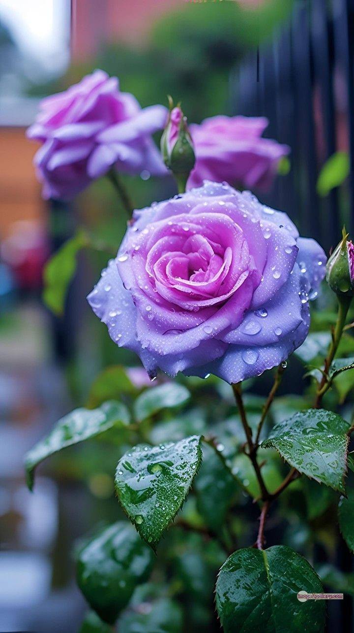 3300+ Beautiful Rose Flowers Image | Rose Flower HD Pic Download | 2803 photos rose -(69)
