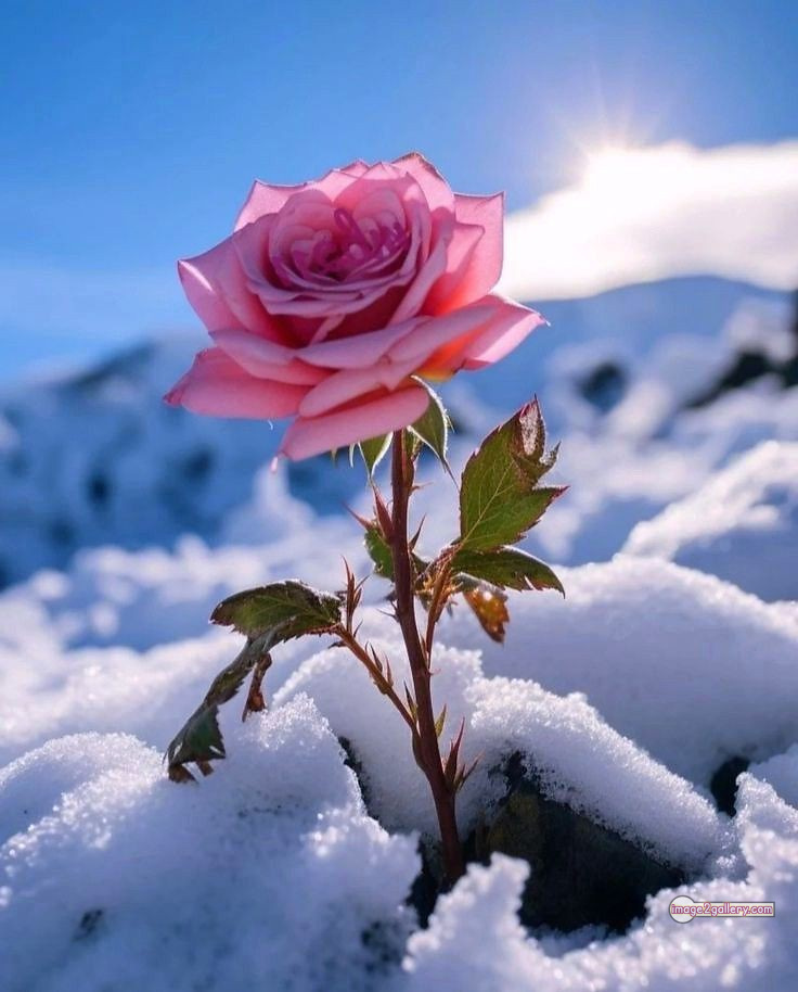 3300+ Beautiful Rose Flowers Image | Rose Flower HD Pic Download | 2939 photos rose -(70)