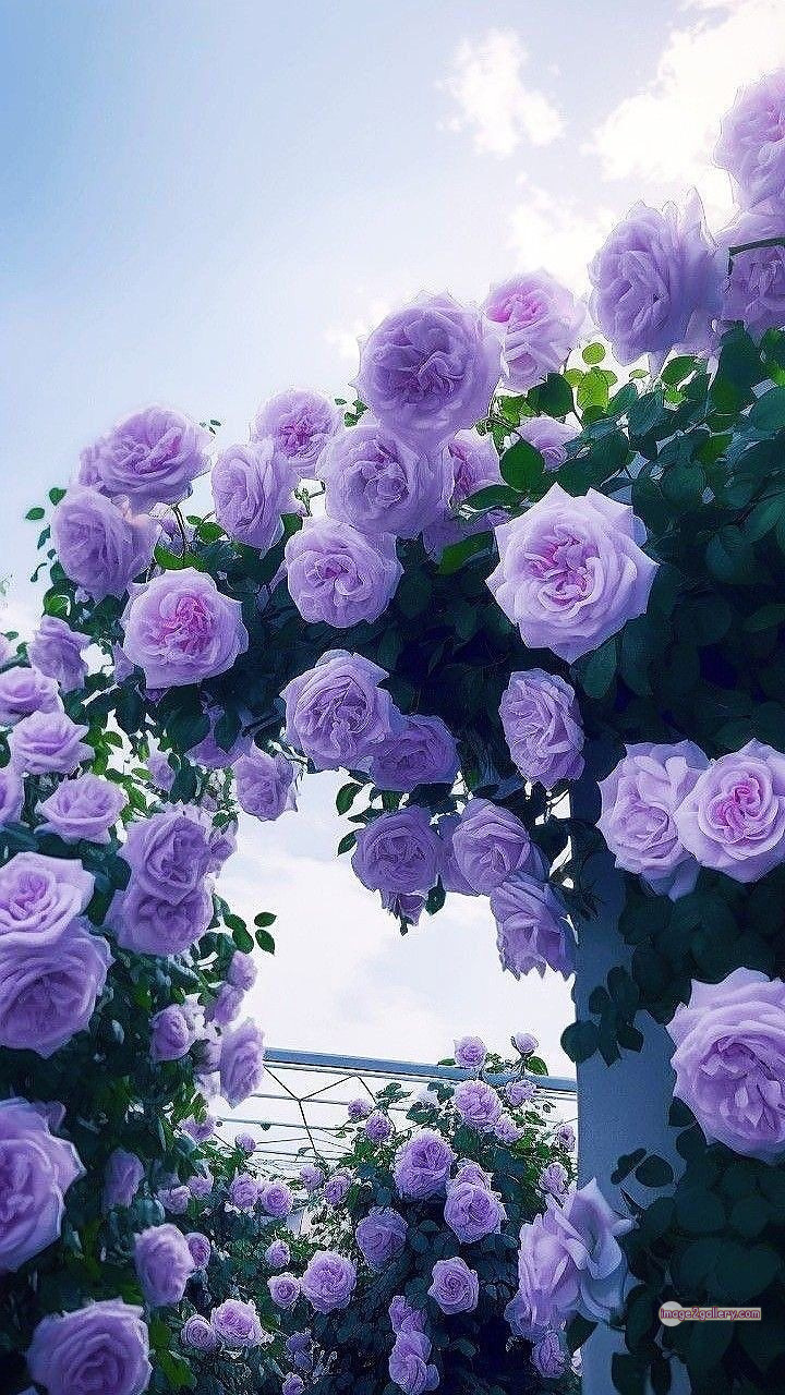 3300+ Beautiful Rose Flowers Image | Rose Flower HD Pic Download | 1517 photos rose -(9)