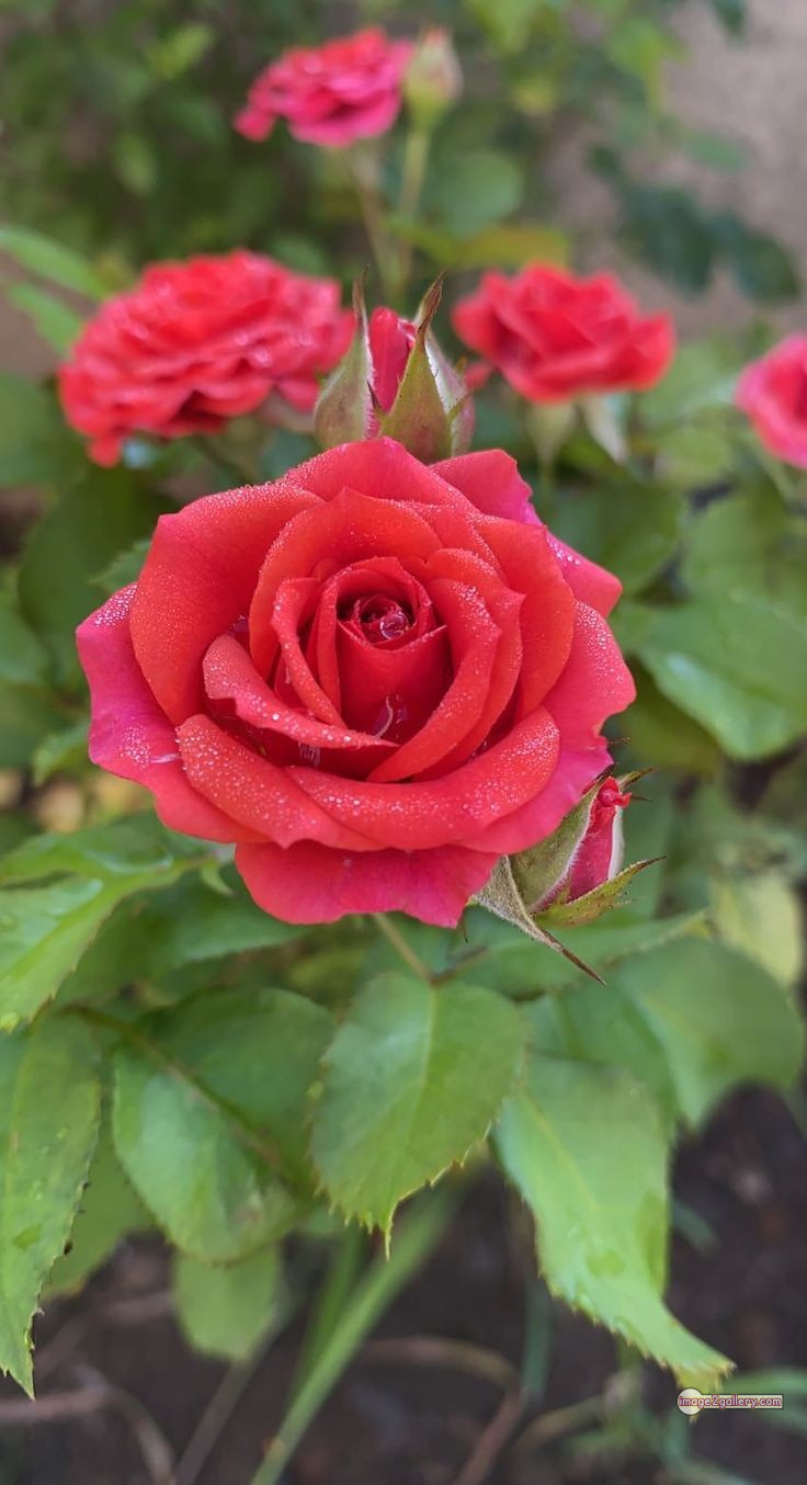 3300+ Beautiful Rose Flowers Image | Rose Flower HD Pic Download | 2283 pics of red roses bouquet -(1)