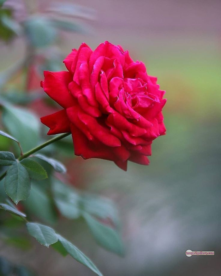 3300+ Beautiful Rose Flowers Image | Rose Flower HD Pic Download | 2441 pics of red roses bouquet -(10)
