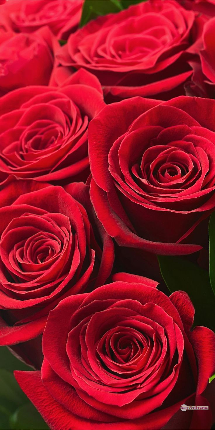 3300+ Beautiful Rose Flowers Image | Rose Flower HD Pic Download | 2284 pics of red roses bouquet -(13)