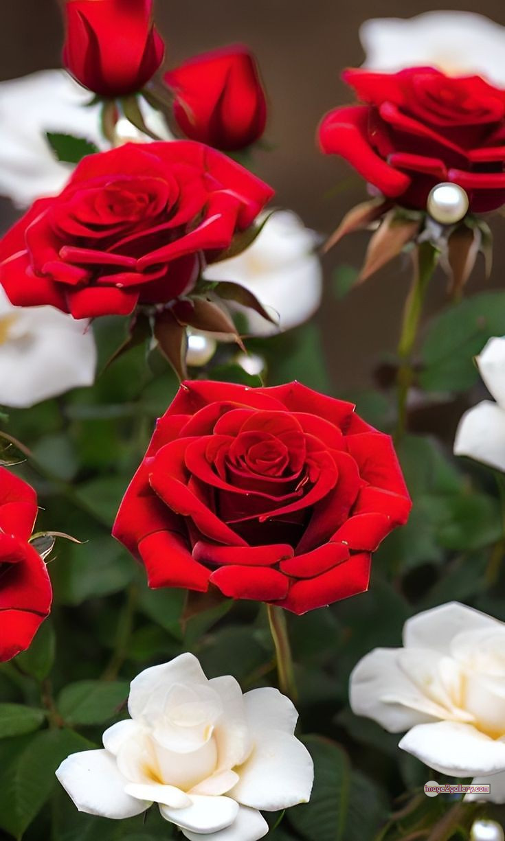 3300+ Beautiful Rose Flowers Image | Rose Flower HD Pic Download | 2329 pics of red roses bouquet -(14)