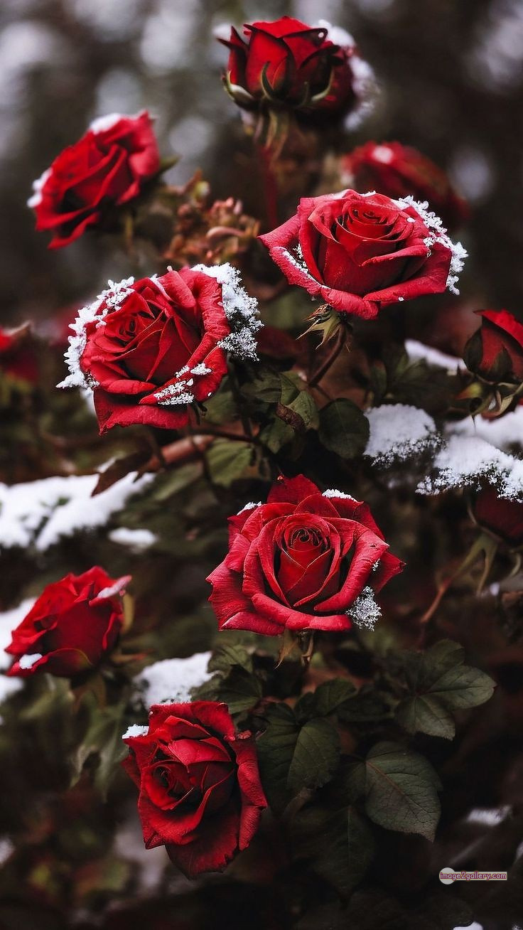 3300+ Beautiful Rose Flowers Image | Rose Flower HD Pic Download | 2440 pics of red roses bouquet -(16)